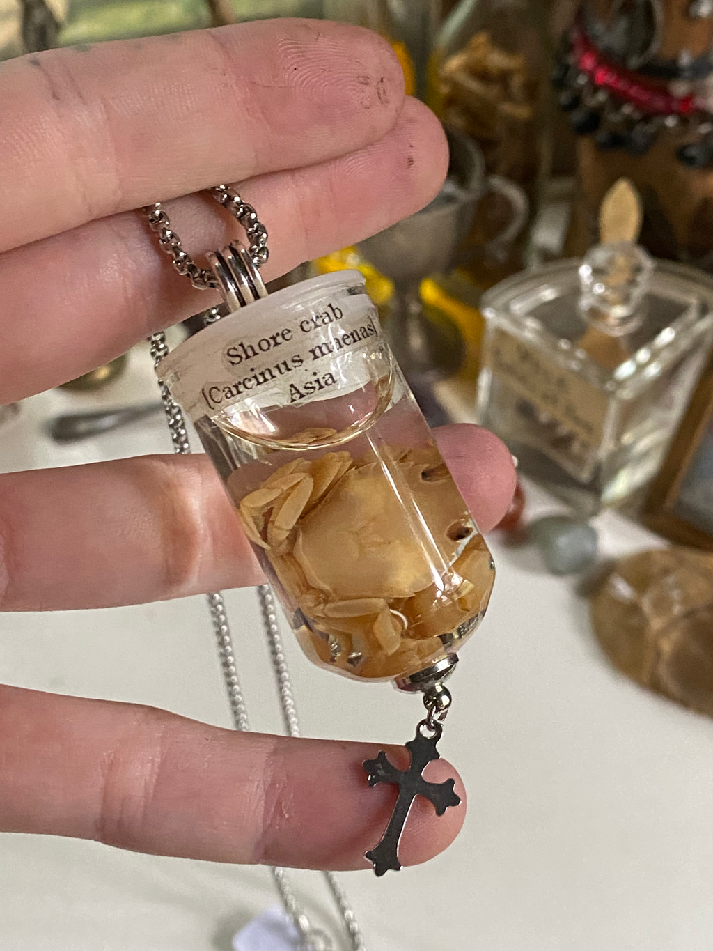 Shore Crab Wet Specimen in Glass Necklace image 0