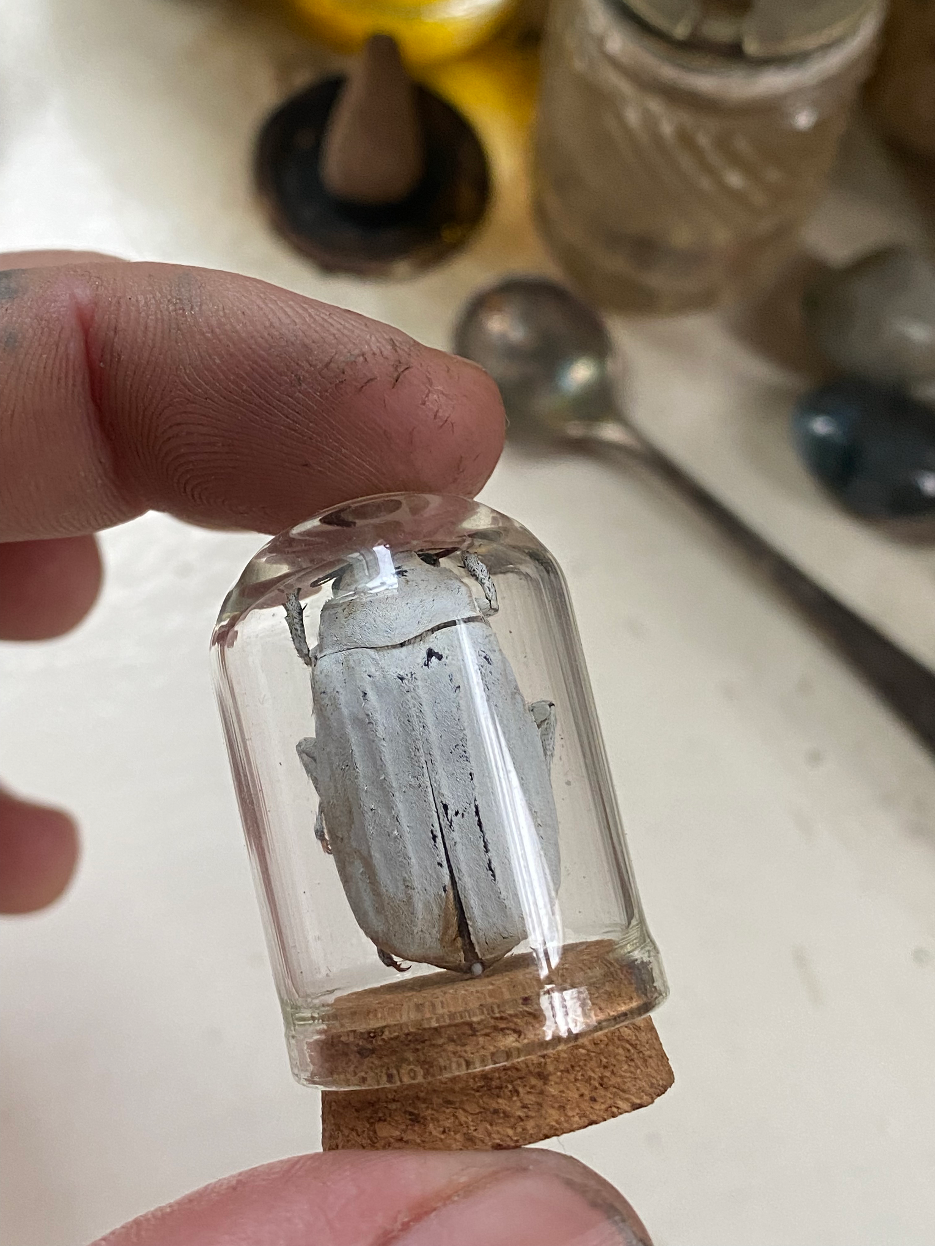 White Beetle in Small Glass Dome image 1