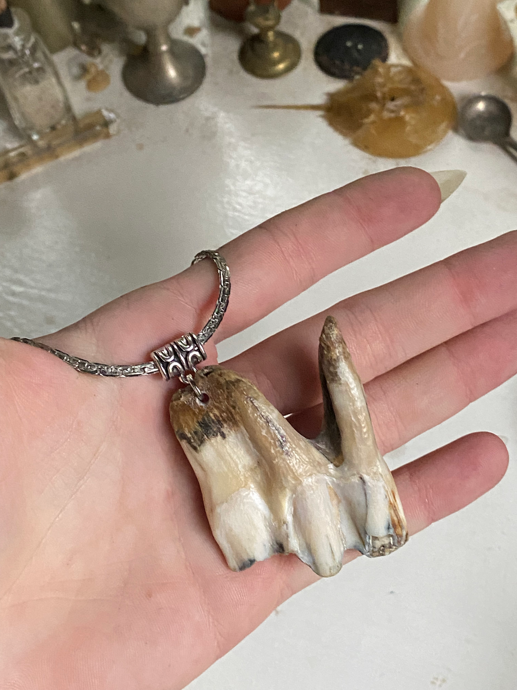 Very Large Tooth from Thames on a Chain image 3