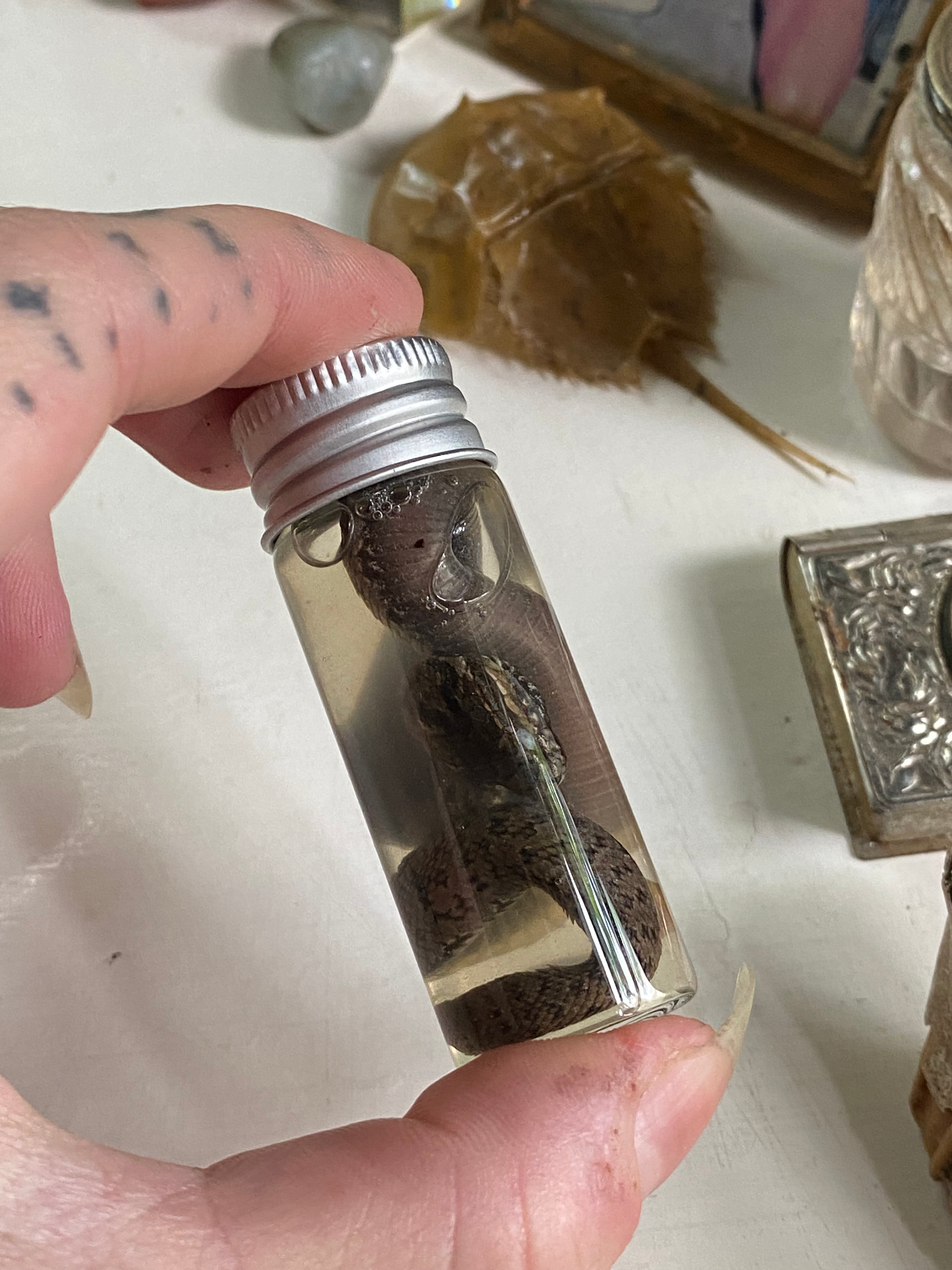 Wet Specimen Adder Snake in Small Jar image 0
