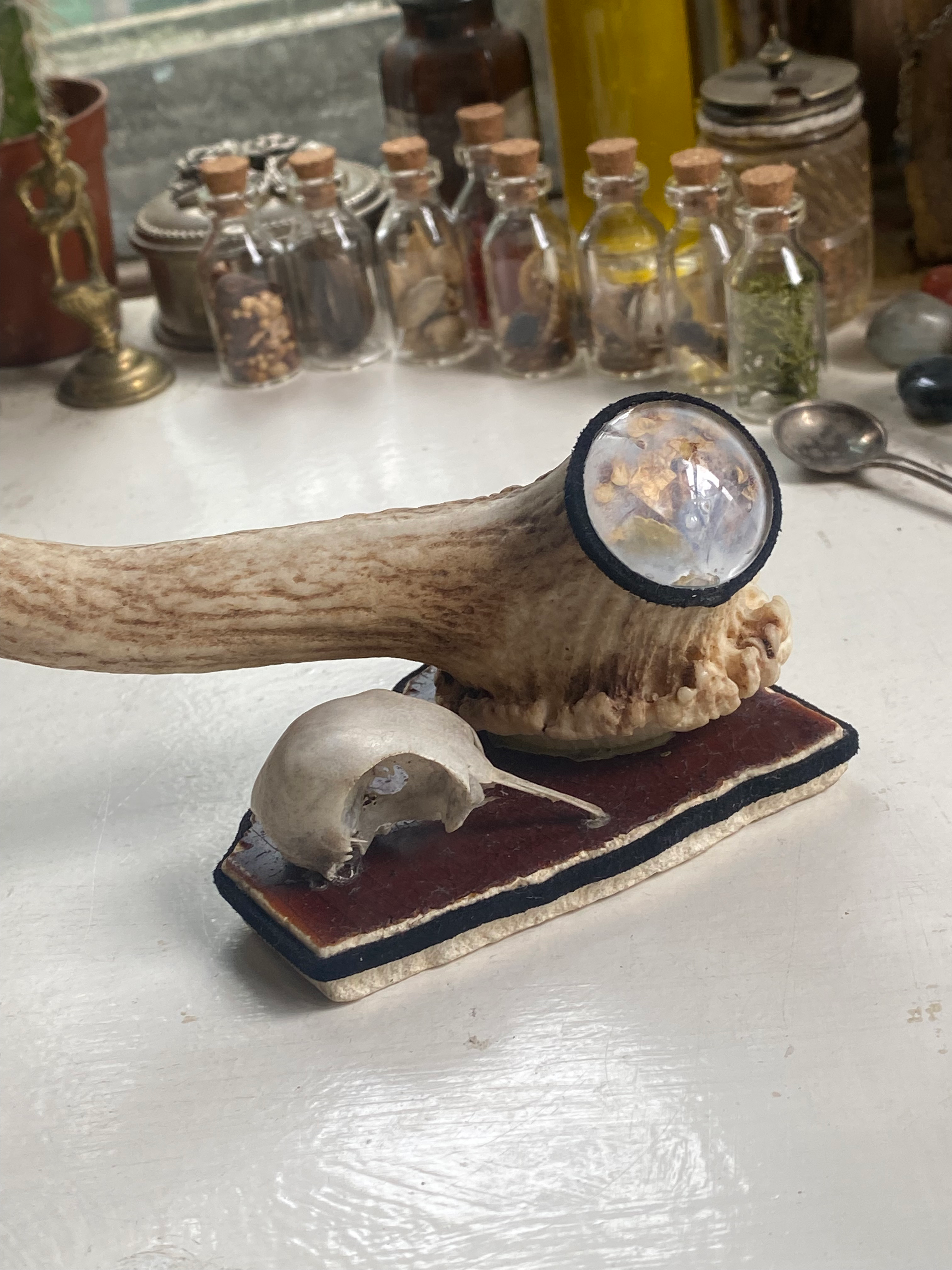 Deer Antler and Bird Skull Ring Holder image 1