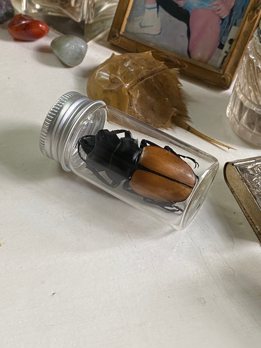 Large Female Stag Beetle Loose in Glass Jar image 2