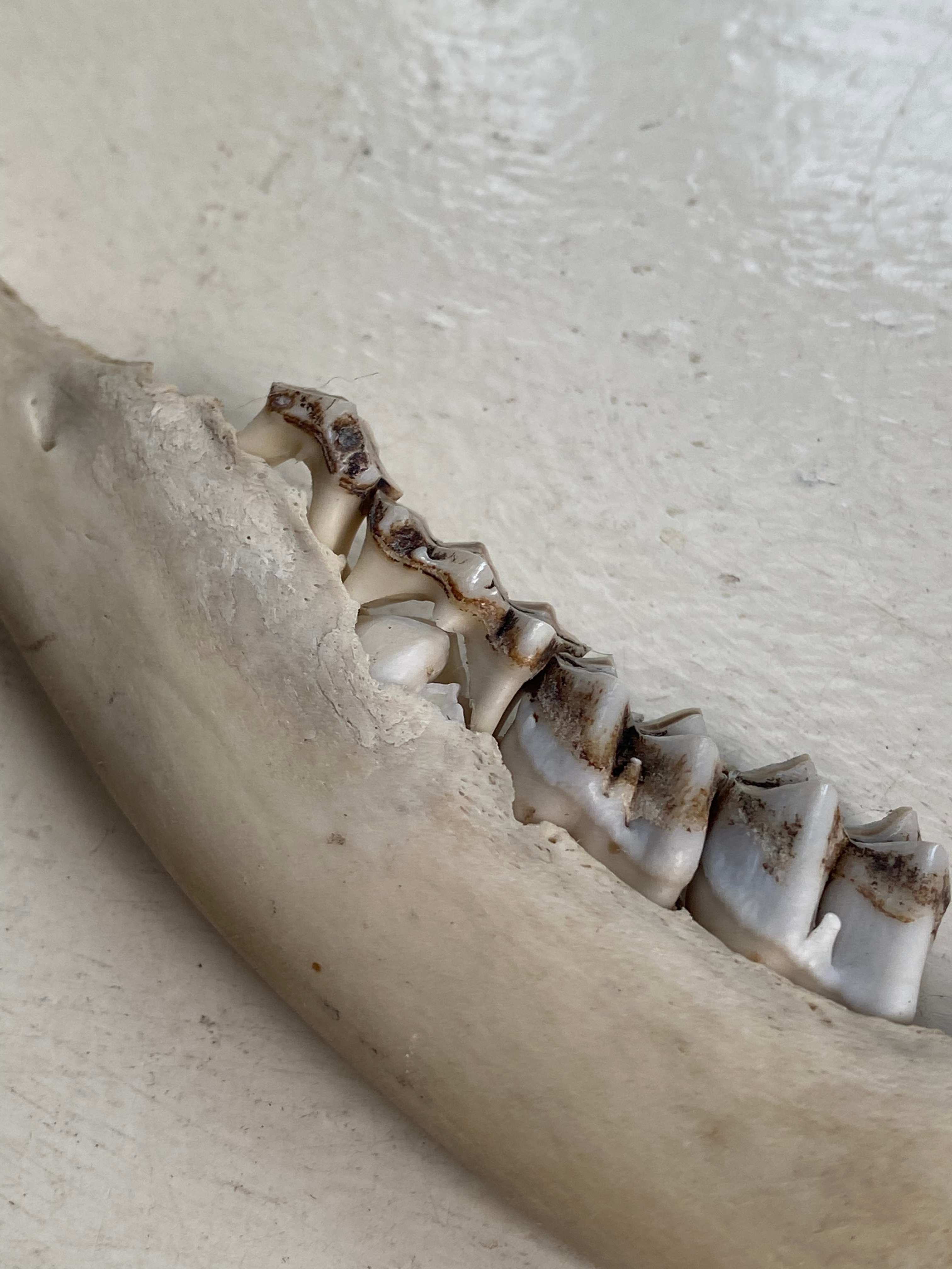 Rare Deer Jaw with Milk Teeth image 0