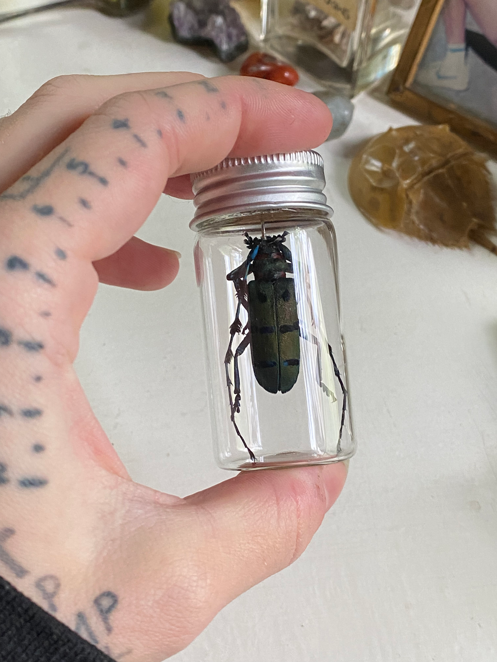 Thysia Longhorn Beetle Set in Glass Jar image 2