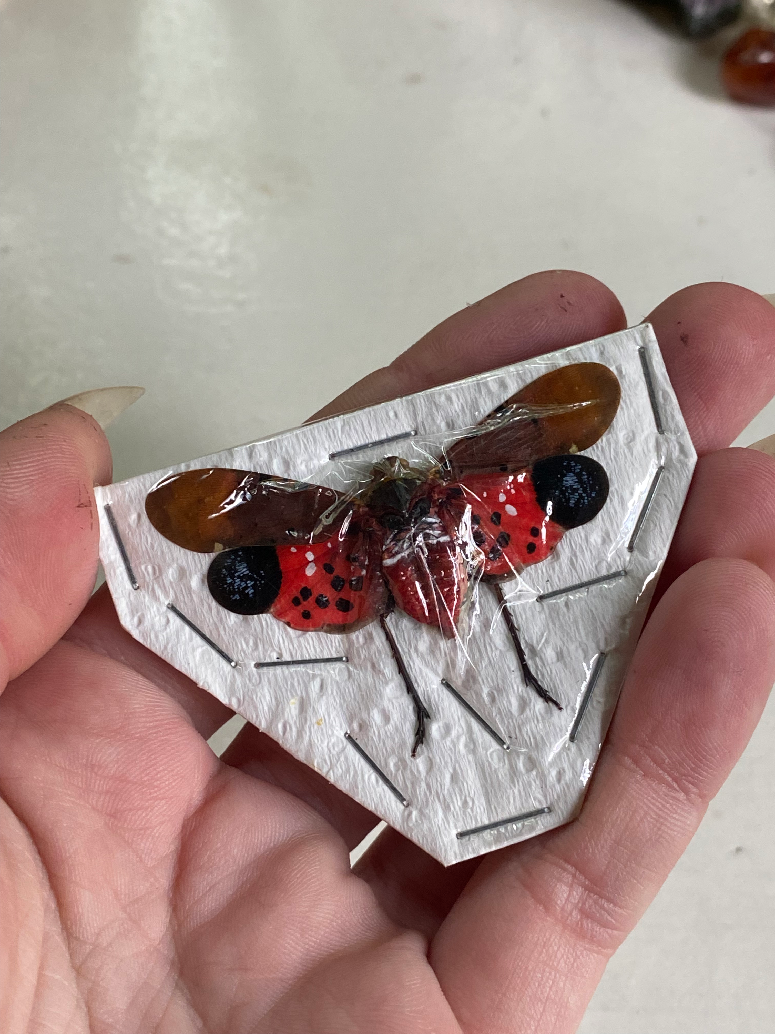 Spotted Lanternfly Dried Specimen image 1