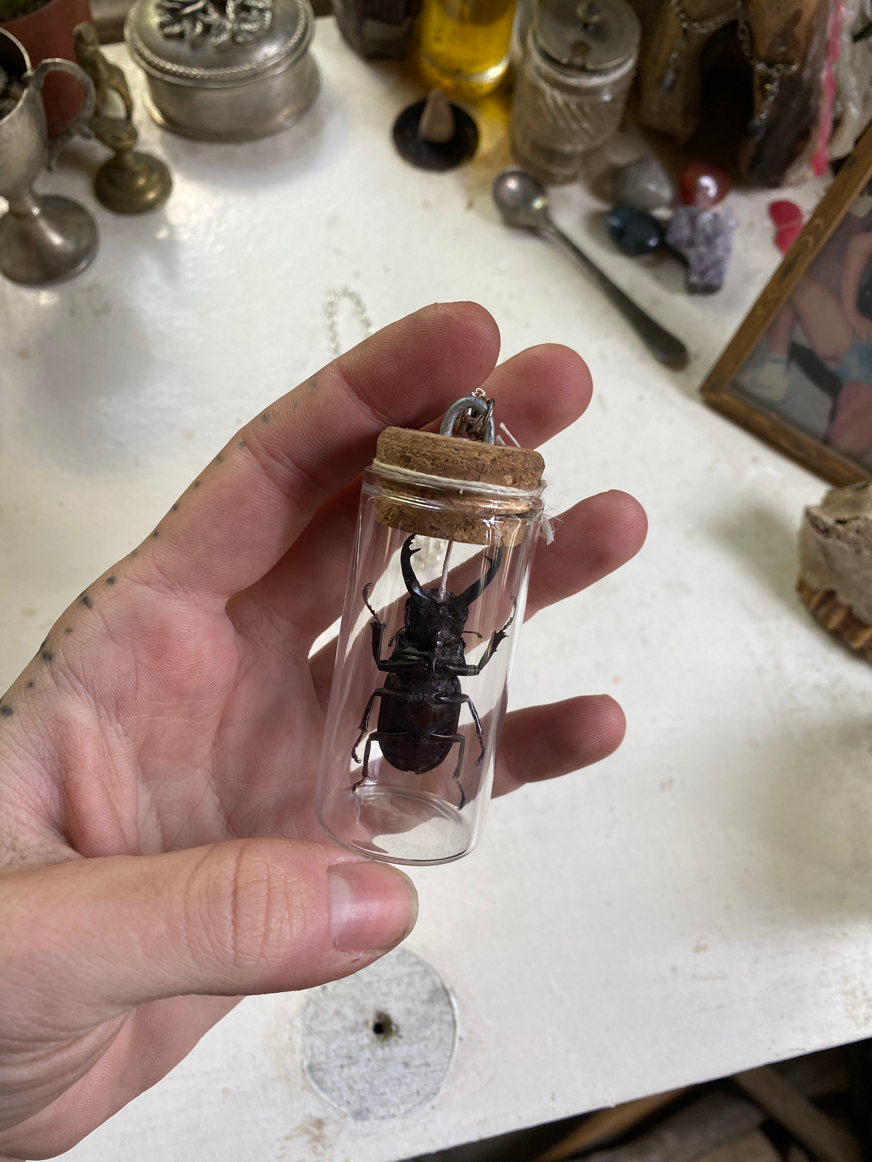 Beetle Taxidermy in Glass Jar Necklace image 7