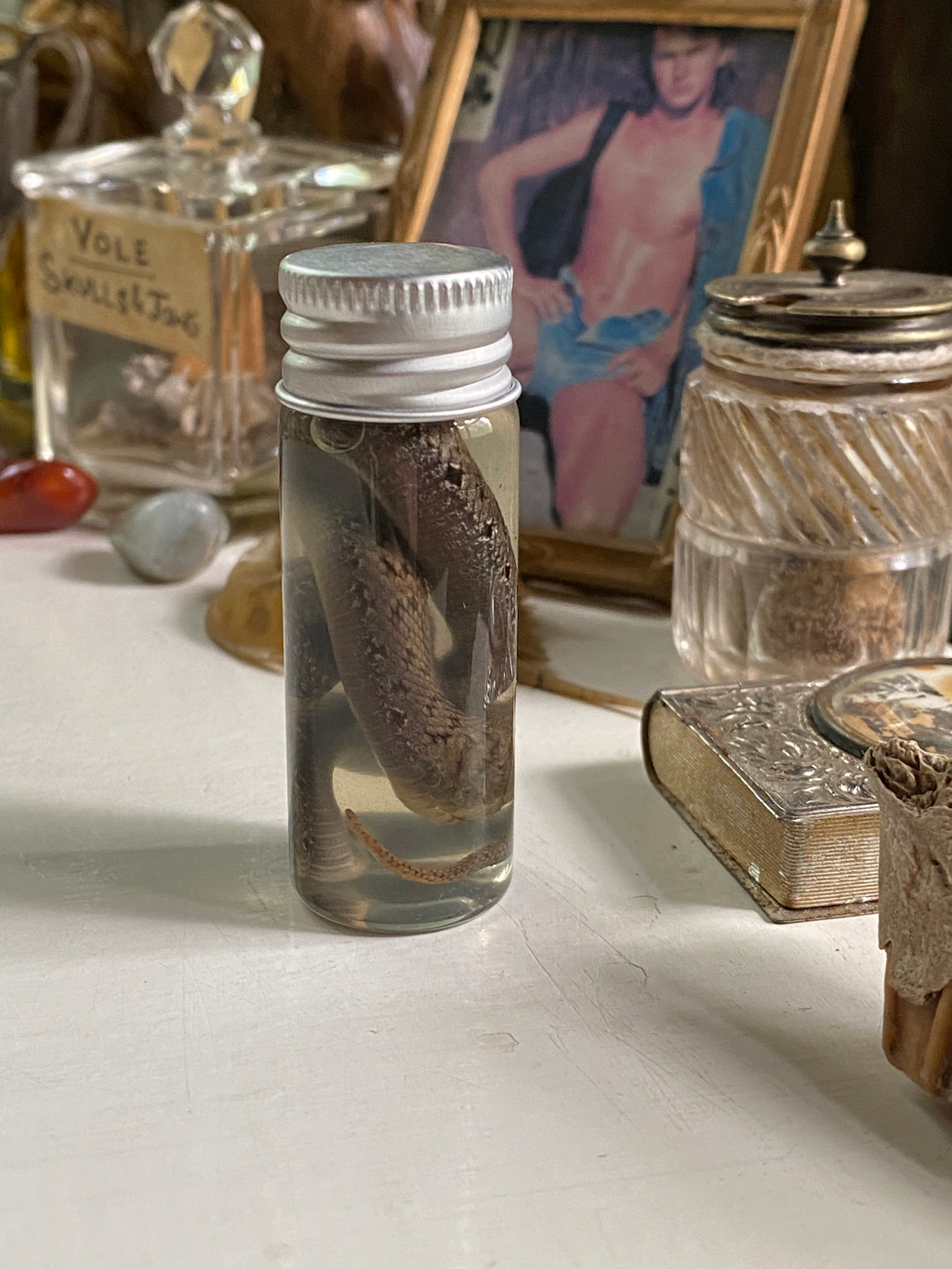 Wet Specimen Adder Snake in Small Jar image 4