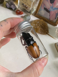 Large Female Stag Beetle Loose in Glass Jar image 0
