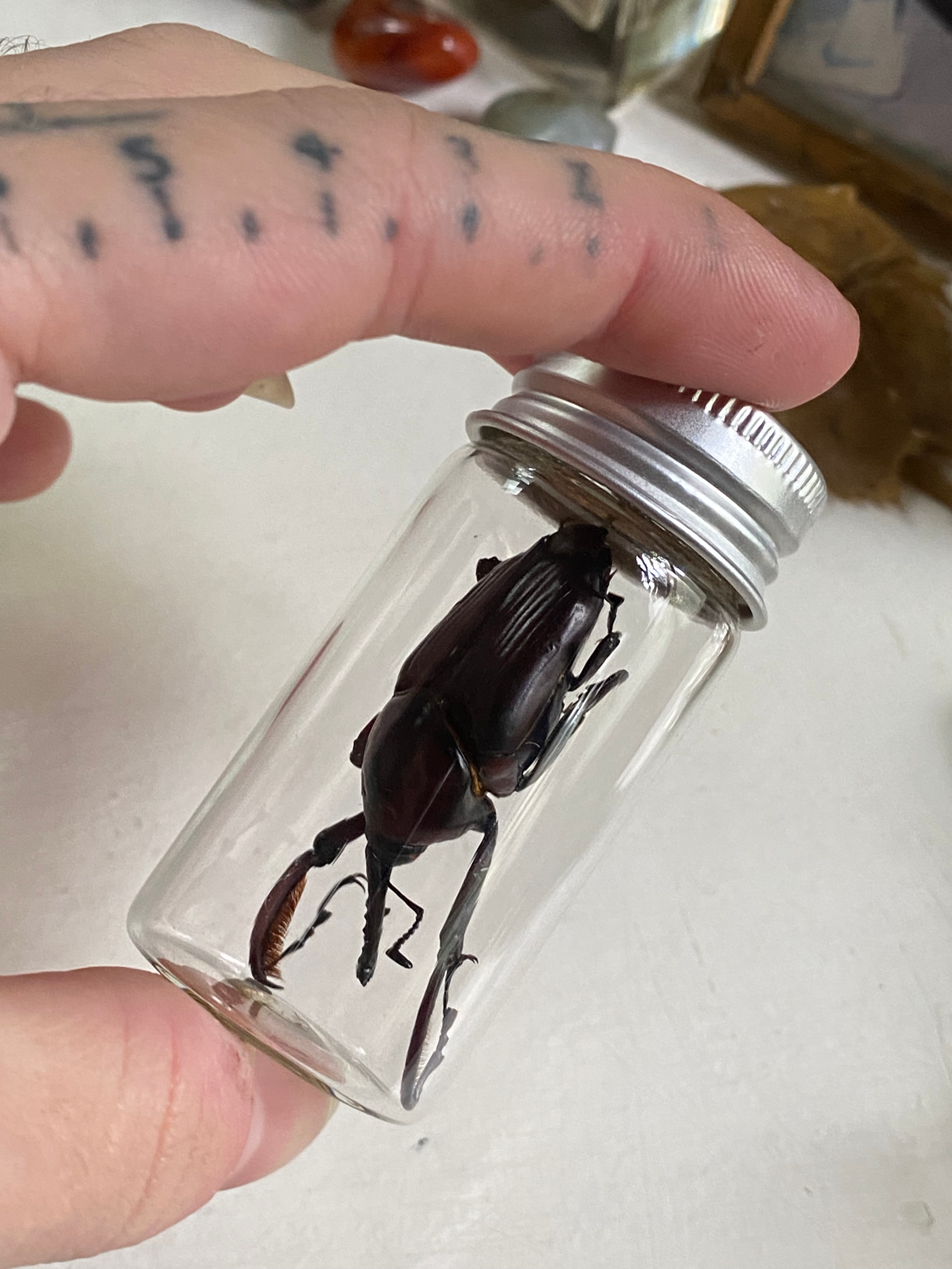 Giant Bamboo Weevil Set in Glass Jar image 3