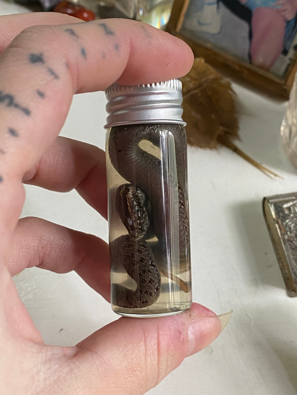 Wet Specimen Adder Snake in Small Jar image 2