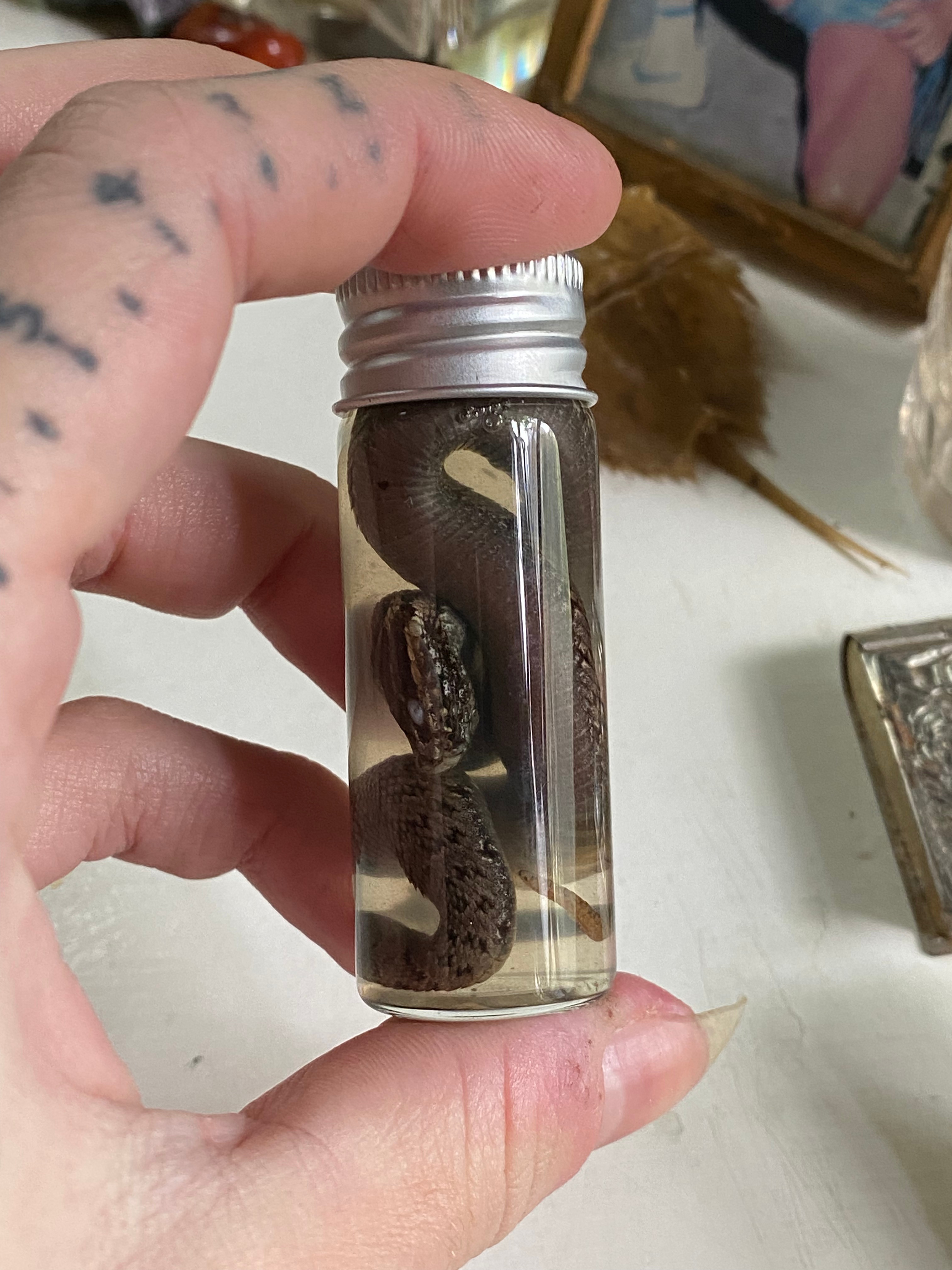 Wet Specimen Adder Snake in Small Jar image 2