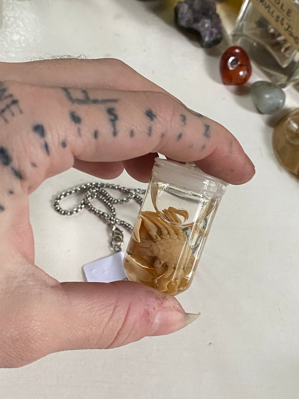 Shore Crab Wet Specimen in Glass Necklace image 2