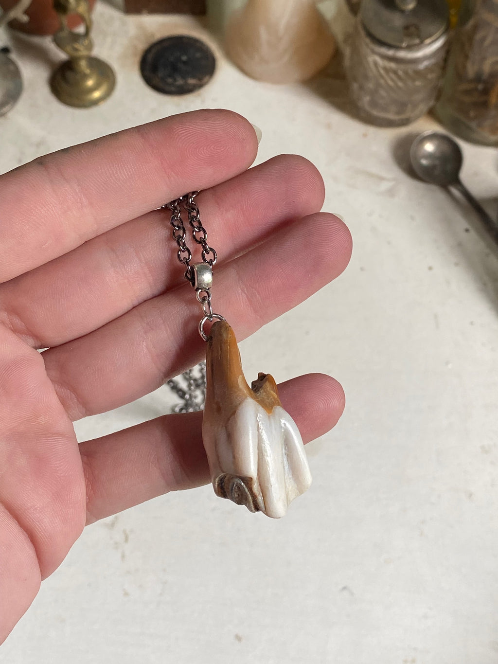 Large Fossilised Tooth from Thames on a Chain image 3