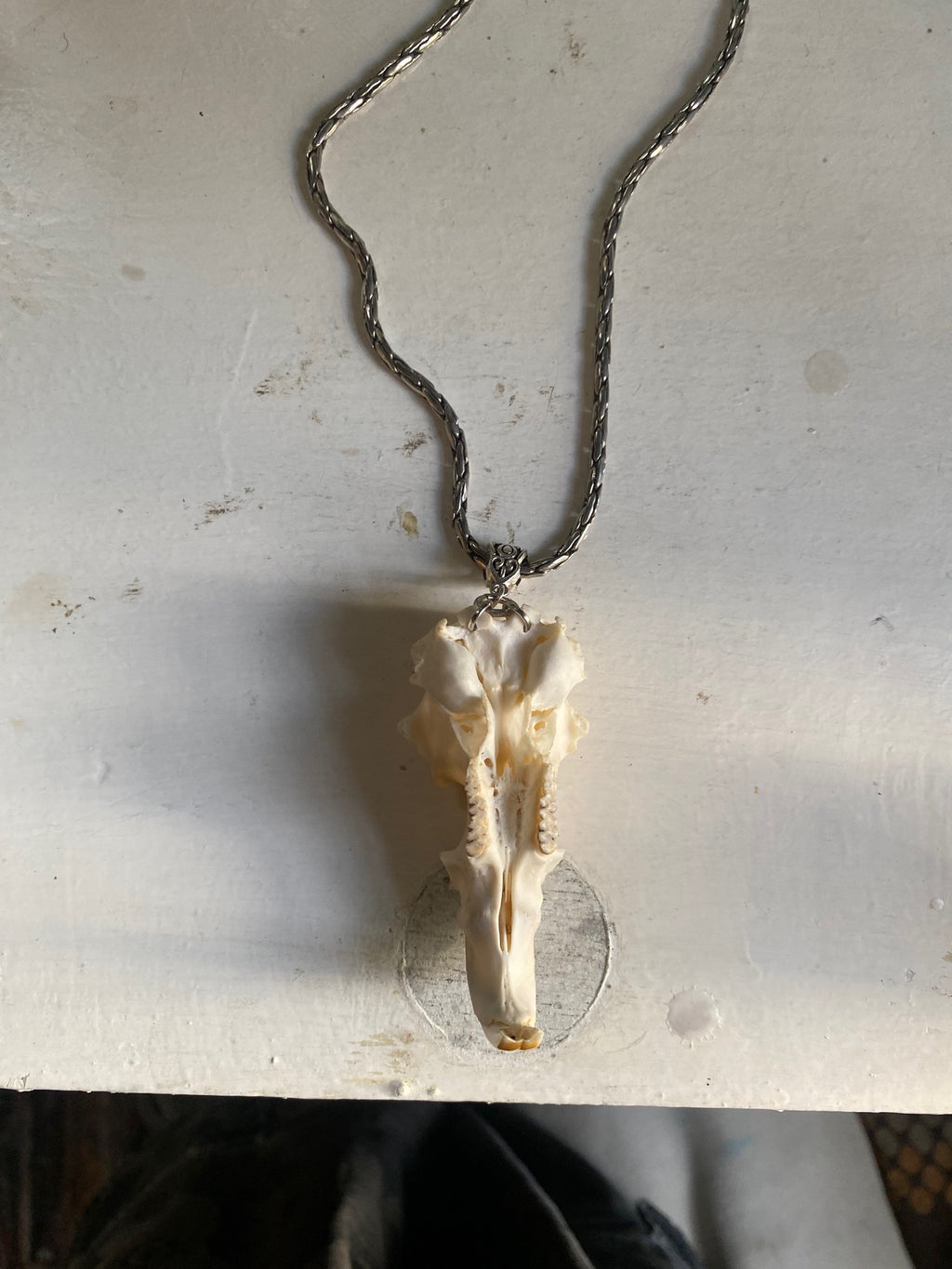 Muskrat Skull with Teeth on a Chain image 1