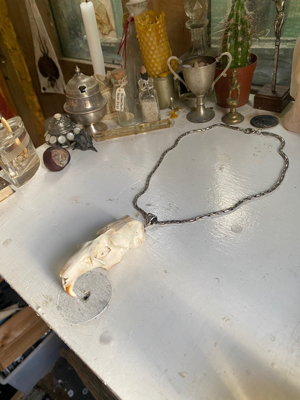 Muskrat Skull with Teeth on a Chain image 4