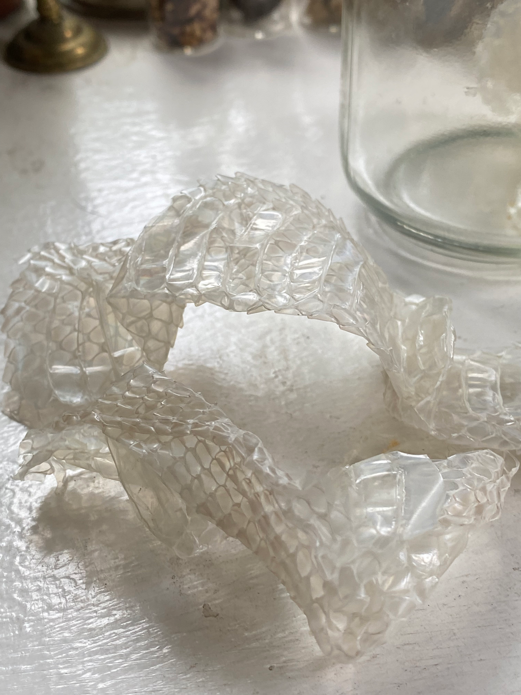 Snake Skin image 1