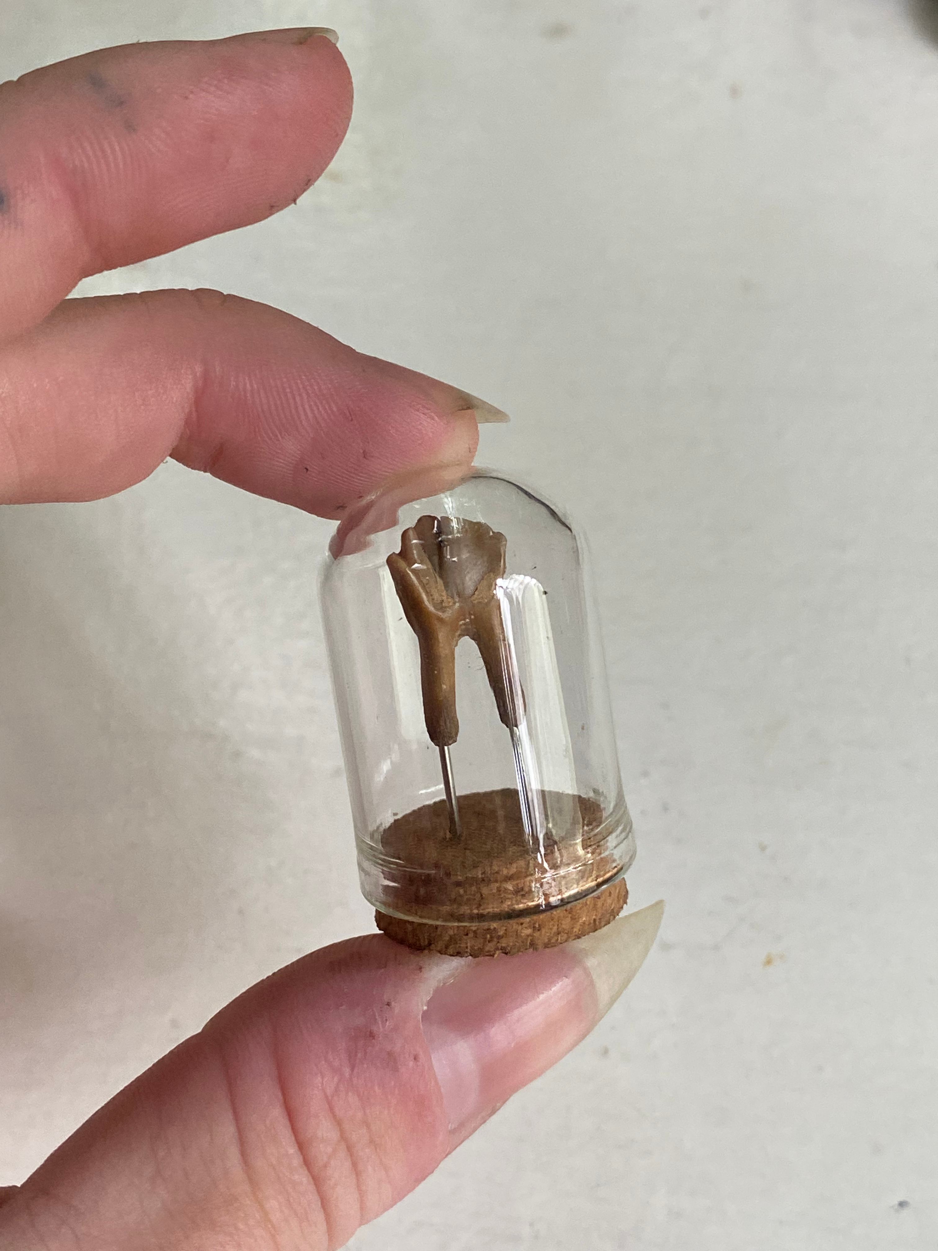 Small Mudlarked Fossilised Tooth in Glass Dome image 0