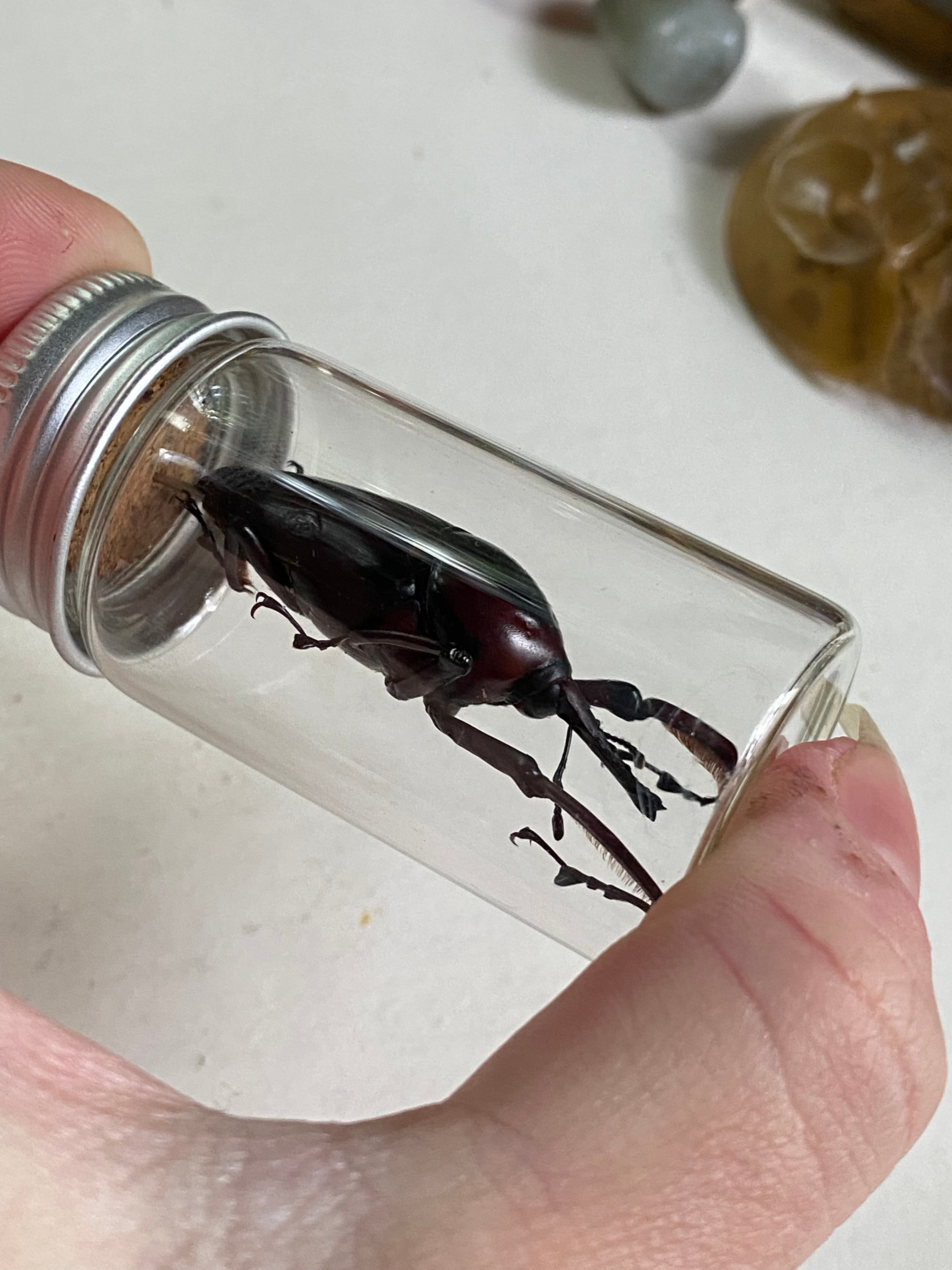 Giant Bamboo Weevil Set in Glass Jar image 1