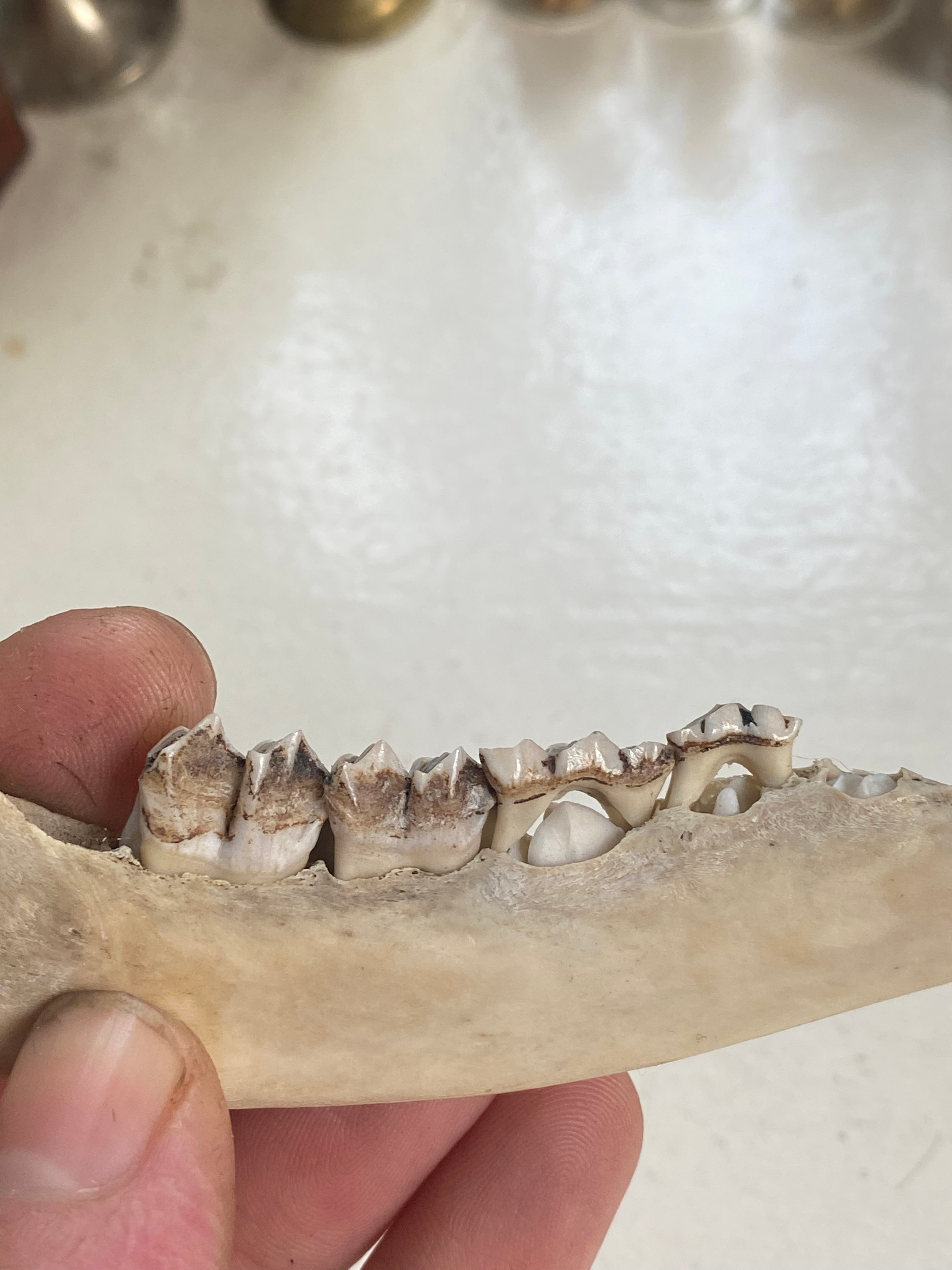 Rare Deer Jaw with Milk Teeth image 4