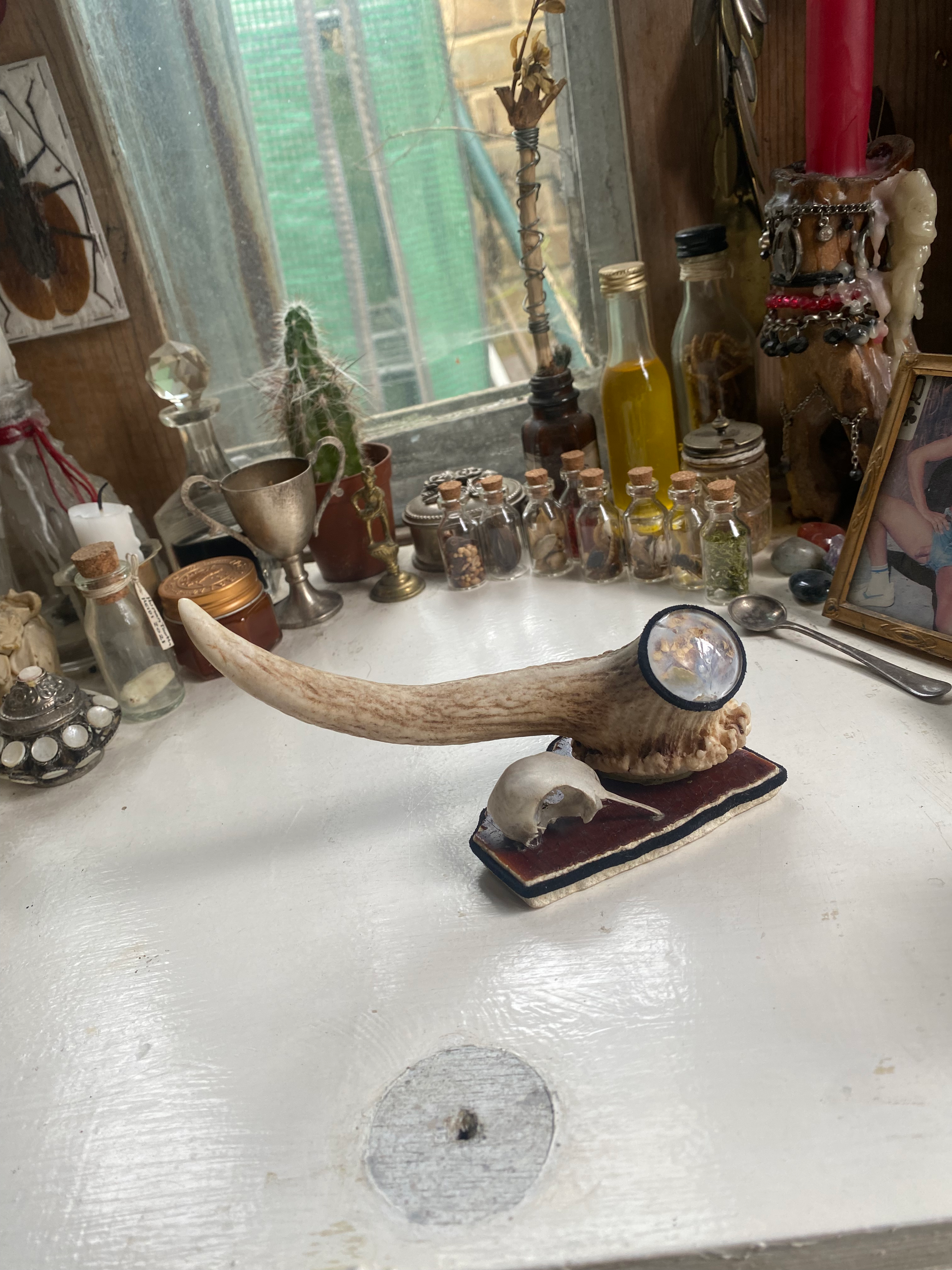 Deer Antler and Bird Skull Ring Holder image 3