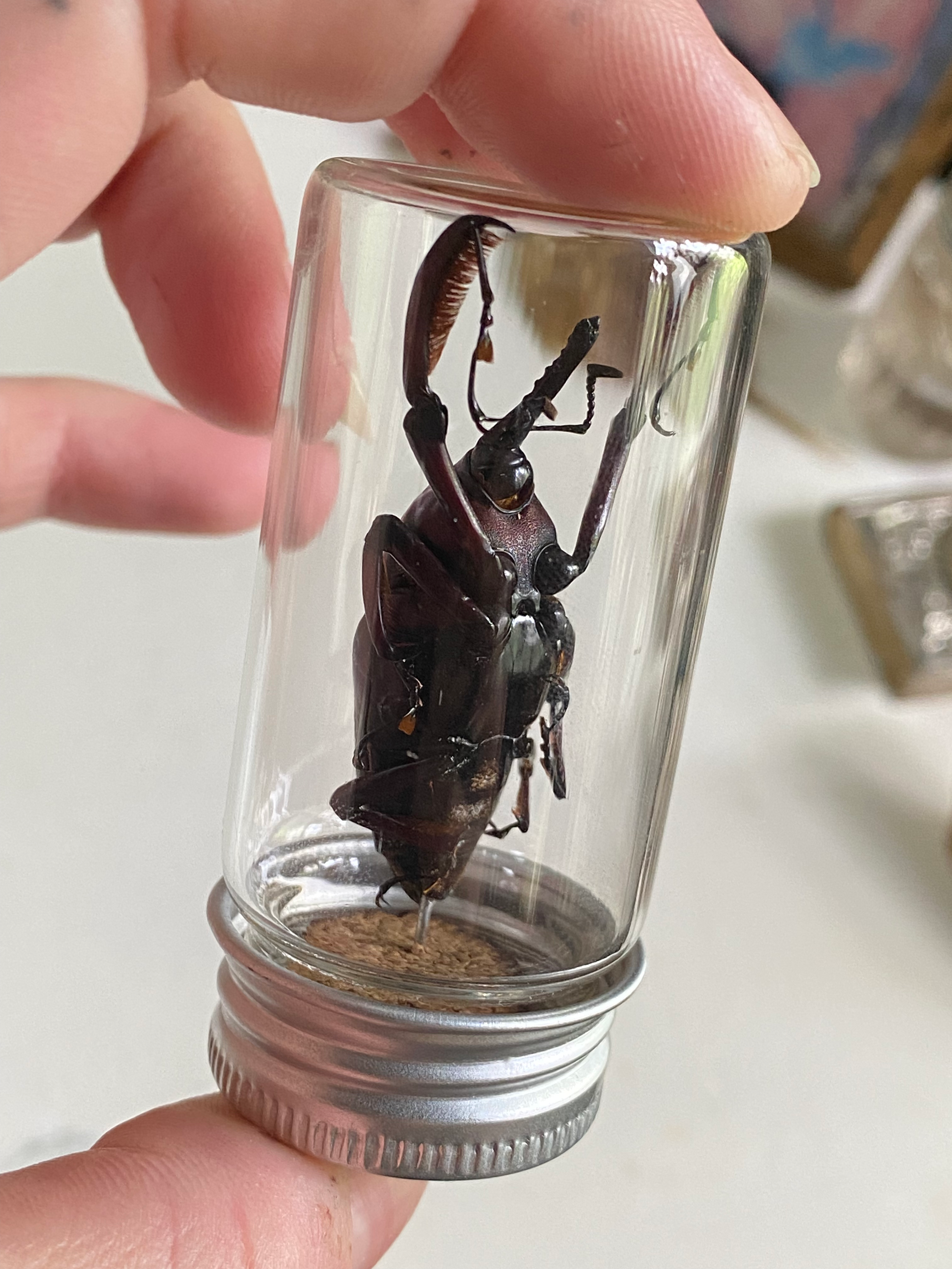 Giant Bamboo Weevil Set in Glass Jar image 5