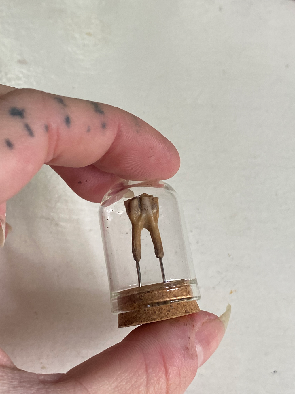 Small Mudlarked Fossilised Tooth in Glass Dome image 1