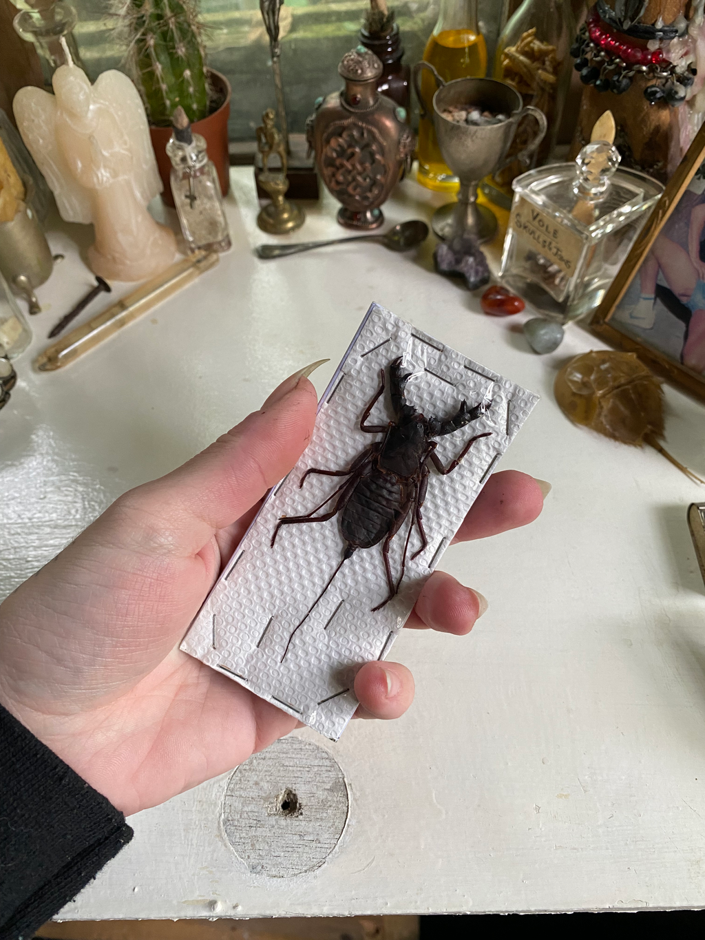 Uropygi Vinegaroon Dried Specimen image 2