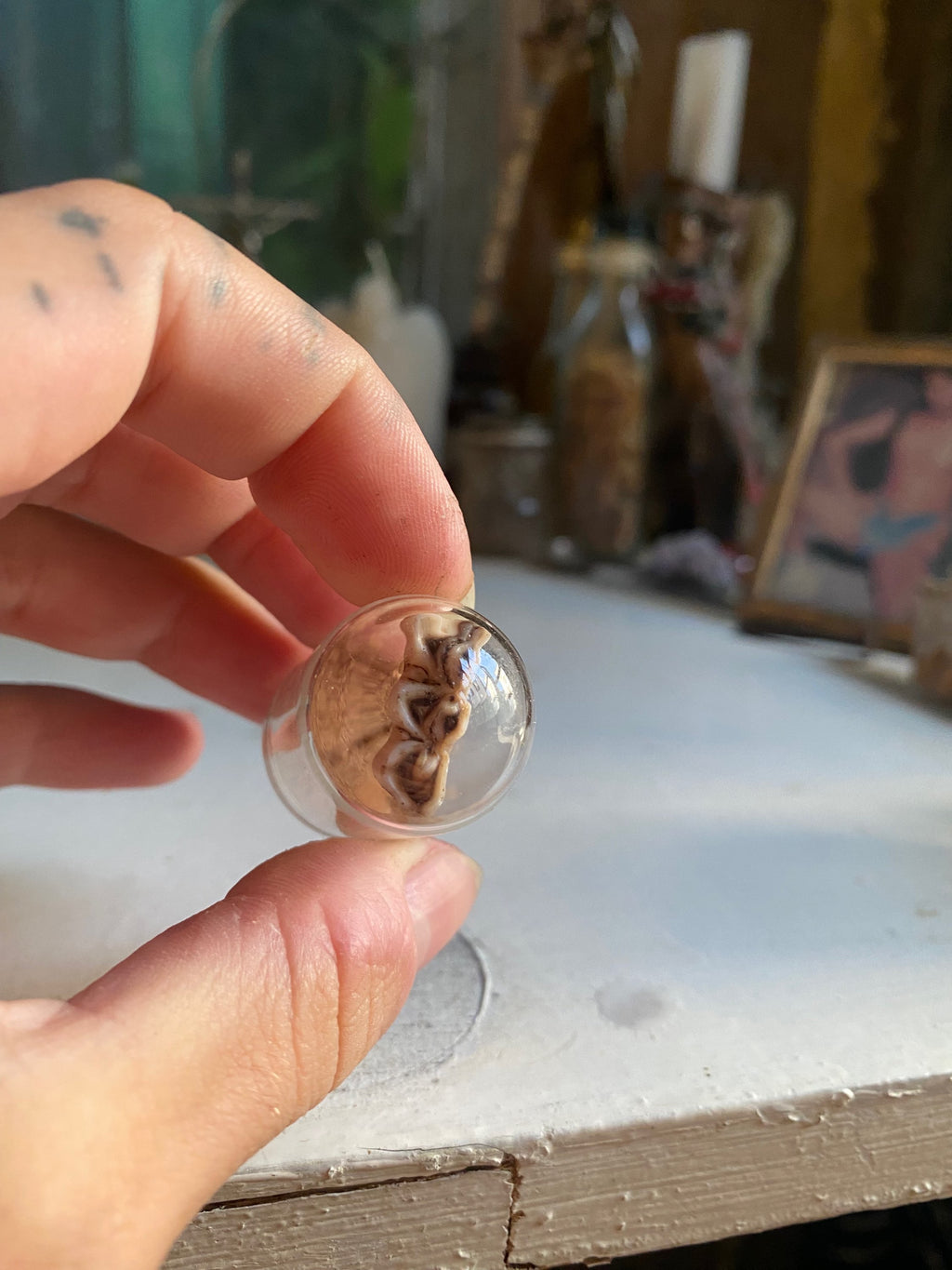 Deer Tooth in Small Glass Dome image 4