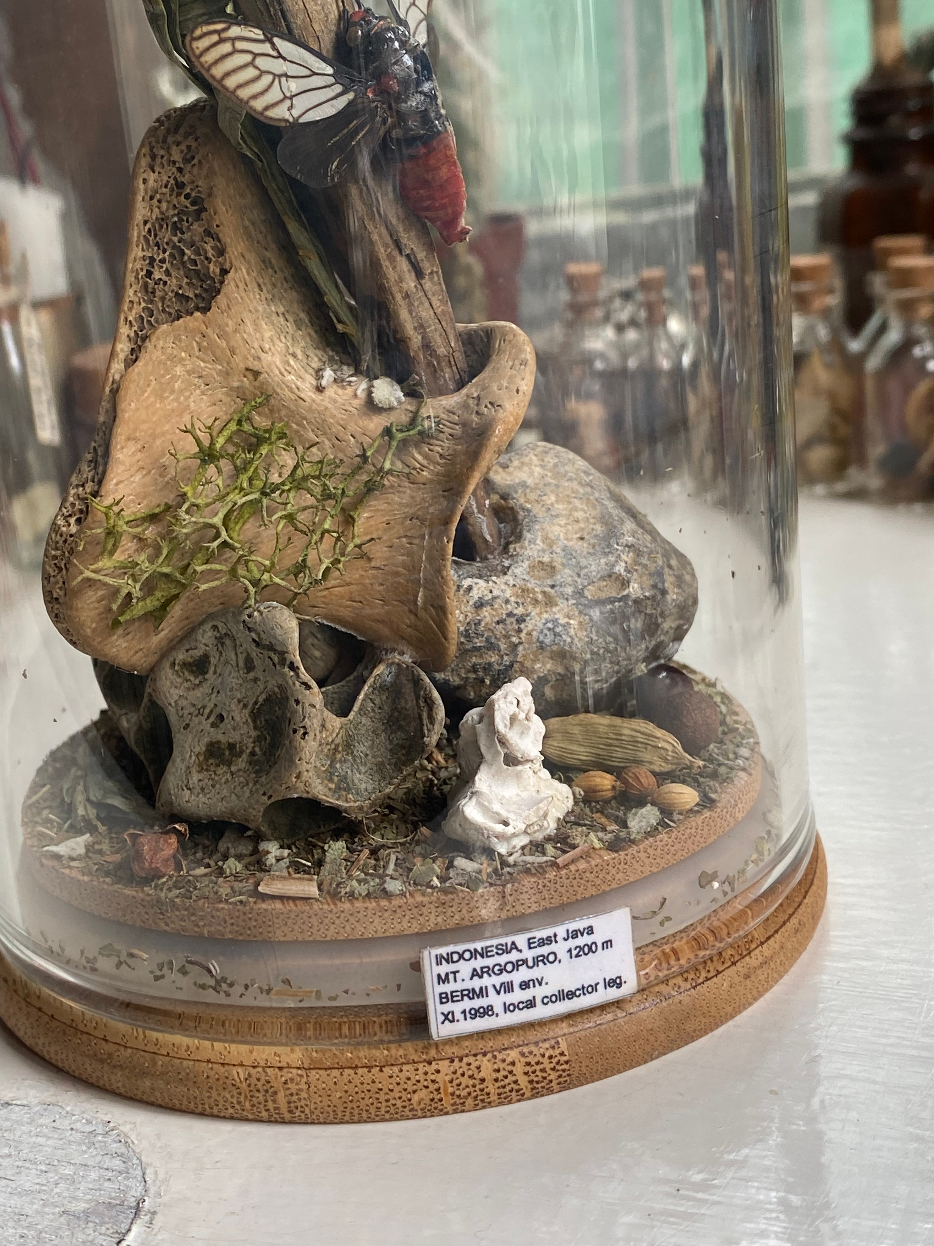 Moth, Beetle and Bone Diorama image 5