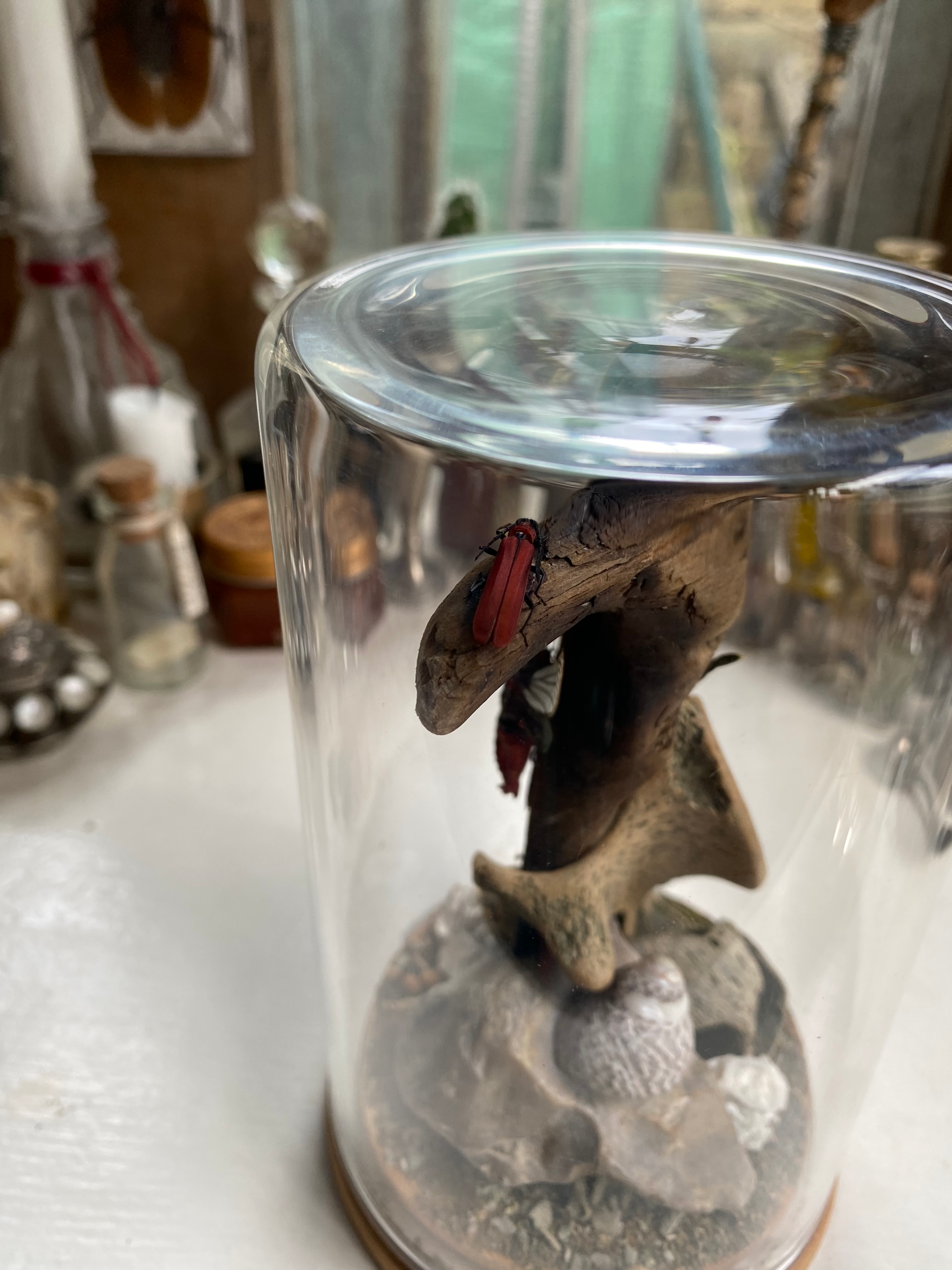 Moth, Beetle and Bone Diorama image 4