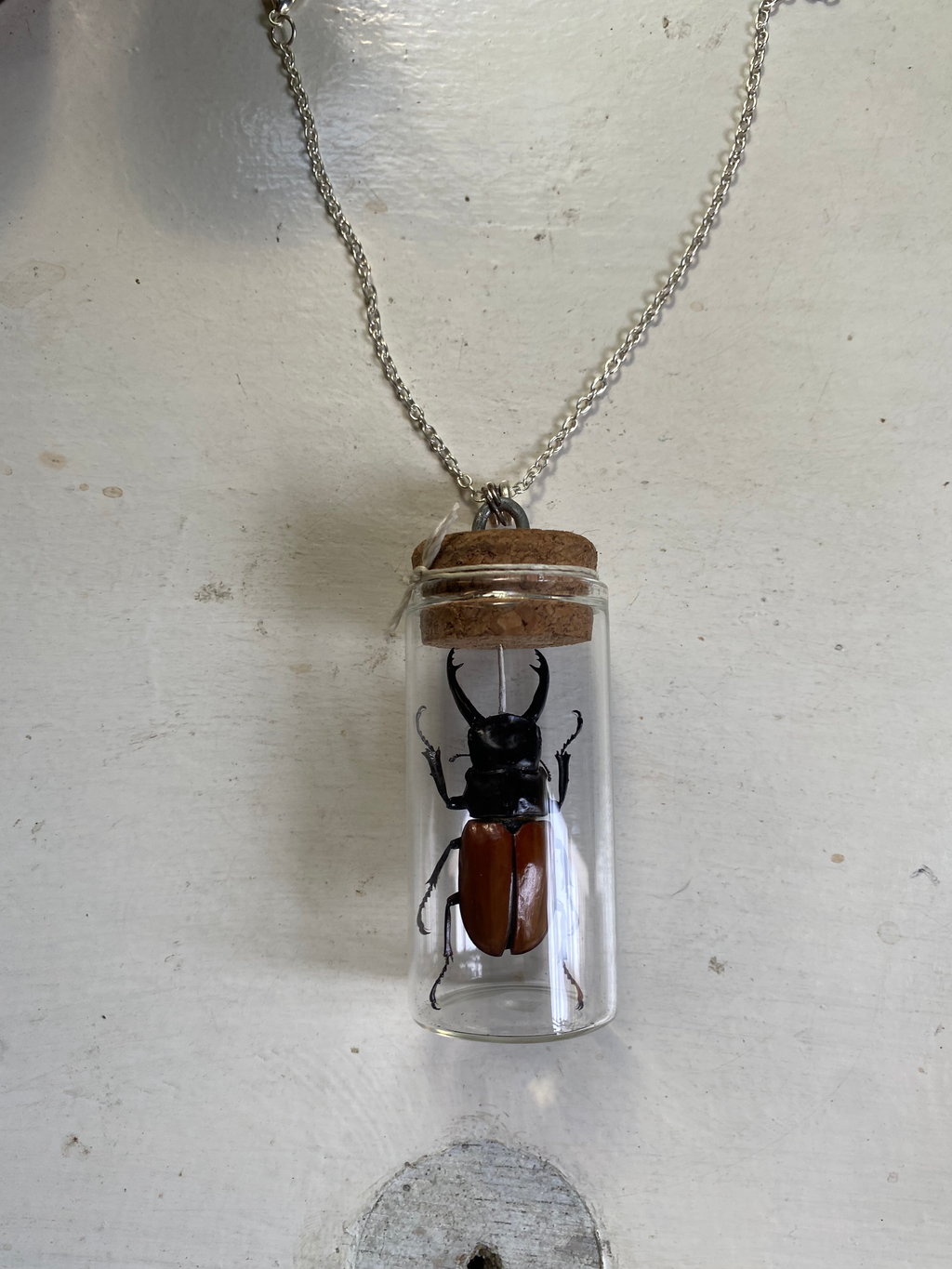 Beetle Taxidermy in Glass Jar Necklace image 3