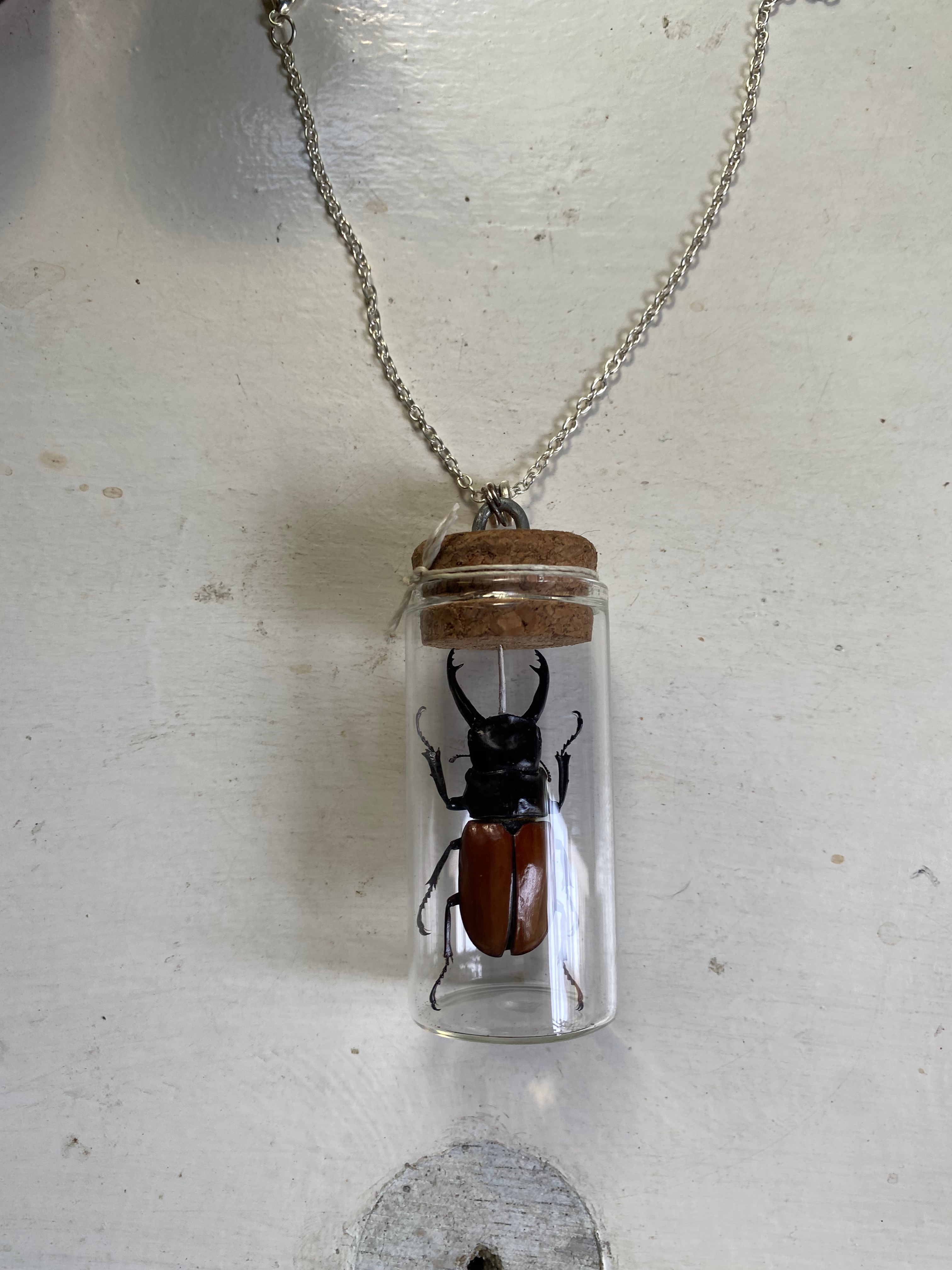 Beetle Taxidermy in Glass Jar Necklace image 3