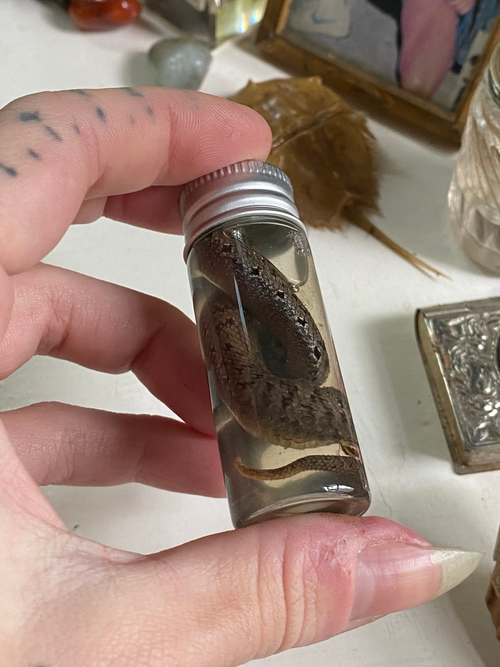 Wet Specimen Adder Snake in Small Jar image 1